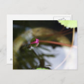 First Sight/Budding Lotus Briefkaart (Voorkant / Achterkant)