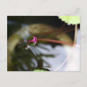 First Sight/Budding Lotus Briefkaart