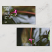 First Sight/Budding Lotus Visitekaartje (Voorkant / Achterkant)