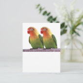"Fischer's Lovebird" Briefkaart (Staand voorkant)