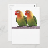 "Fischer's Lovebird" Briefkaart (Voorkant / Achterkant)