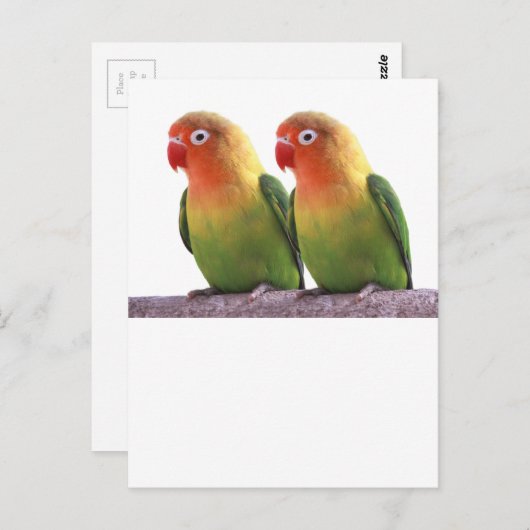 "Fischer's Lovebird" Briefkaart (Voorkant / Achterkant)