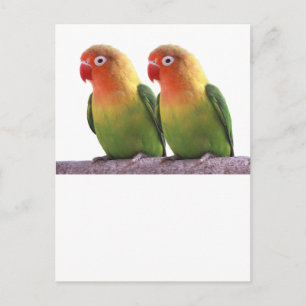 "Fischer's Lovebird" Briefkaart