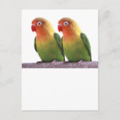 "Fischer's Lovebird" Briefkaart (Voorkant)