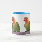 Fischer's Lovebird Mok (Midden)