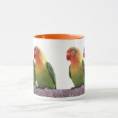 Fischer's Lovebird Mok (Midden)