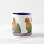 Fischer's Lovebird Mok (Midden)