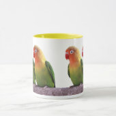 Fischer's Lovebird Mok (Midden)