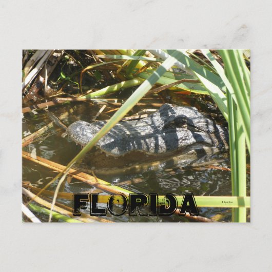 Fish Camp, Florida Briefkaart (Voorkant)