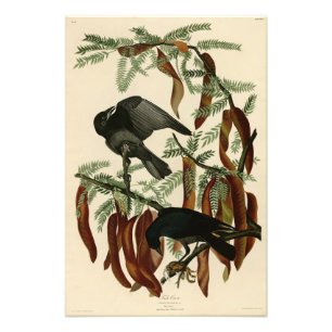 Fish Crow van John James Audubon Birds of America Foto Afdruk