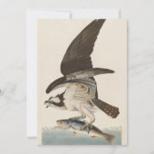 Fish hawk Osprey Natuur Kaart (Voorkant)
