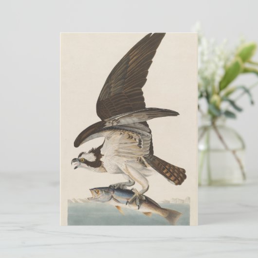 Fish hawk Osprey Natuur Kaart (Staand voorkant)