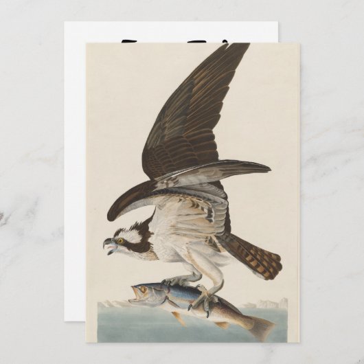 Fish hawk Osprey Natuur Kaart (Voorkant / Achterkant)