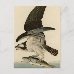 Fish Hawk, Osprey, uit Audubon's Birds of America Briefkaart