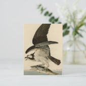 Fish Hawk, Osprey, uit Audubon's Birds of America Briefkaart (Staand voorkant)