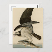Fish Hawk, Osprey, uit Audubon's Birds of America Briefkaart (Voorkant / Achterkant)
