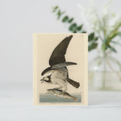 Fish Hawk, Osprey, uit Audubon's Birds of America Briefkaart (Staand voorkant)