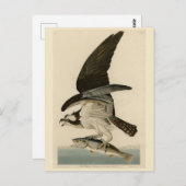 Fish Hawk, Osprey, uit Audubon's Birds of America Briefkaart (Voorkant / Achterkant)