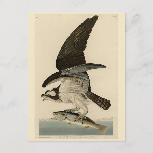 Fish Hawk, Osprey, uit Audubon's Birds of America Briefkaart (Voorkant)
