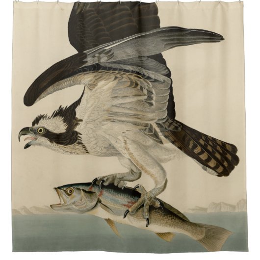 Fish Hawk, Osprey, uit Audubon's Birds of America Douchegordijn (Voorkant)