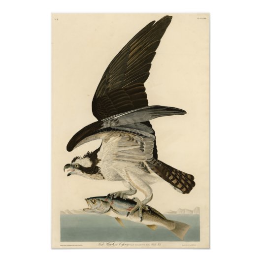 Fish Hawk, Osprey, uit Audubon's Birds of America Foto Afdruk (Voorkant)