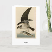 Fish Hawk, Osprey, uit Audubon's Birds of America Kaart (Achterkant)