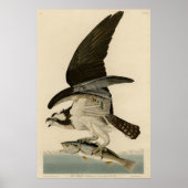 Fish Hawk, Osprey, uit Audubon's Birds of America Poster (Voorkant)