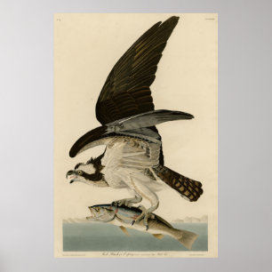 Fish Hawk, Osprey, uit Audubon's Birds of America Poster