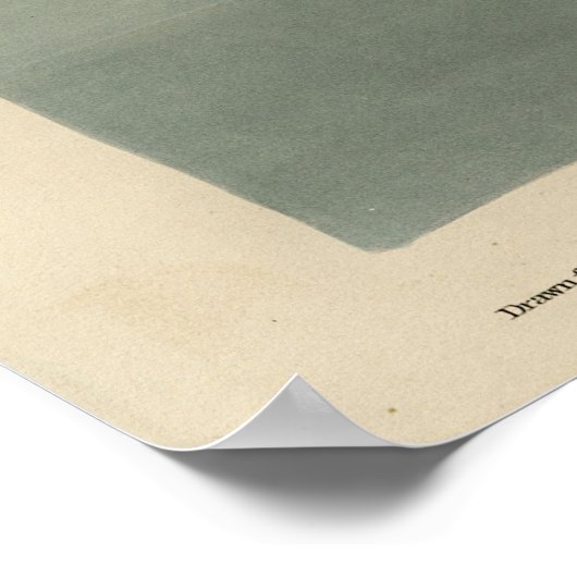 Fish Hawk, Osprey, uit Audubon's Birds of America Poster (Hoek)