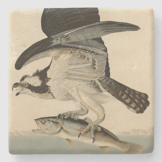 Fish Hawk, Osprey, uit Audubon's Birds of America Stenen Onderzetter (Voorkant)