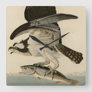 Fish Hawk, Osprey, uit Audubon's Birds of America Vierkante Klok