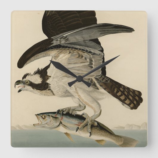 Fish Hawk, Osprey, uit Audubon's Birds of America Vierkante Klok (Voorkant)
