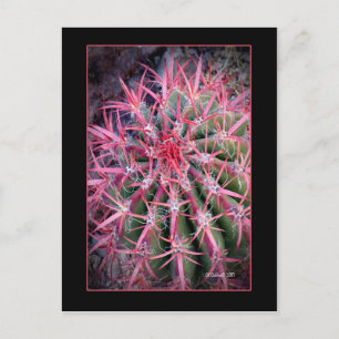 Fish Hook Briefkaart