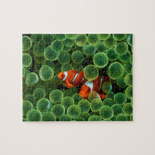 Fish Puzzle Legpuzzel (Horizontaal)