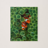 Fish Puzzle Legpuzzel (Verticaal)