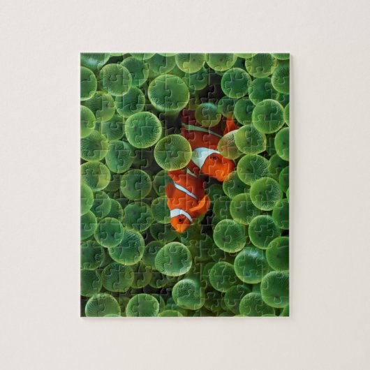 Fish Puzzle Legpuzzel (Verticaal)