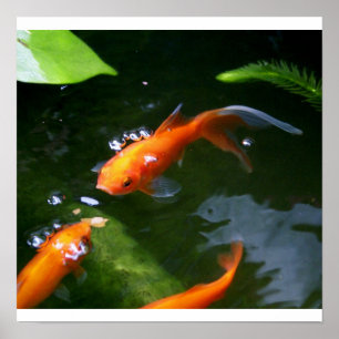 FISH    TALESwww.debbie-may.fineartamerica.com Poster