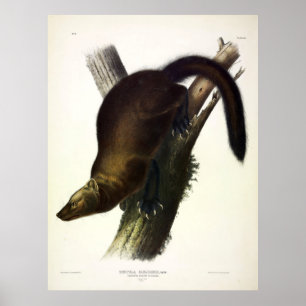 Fisher (Pennant's Marten of Cat Fisher) van Audubo Poster