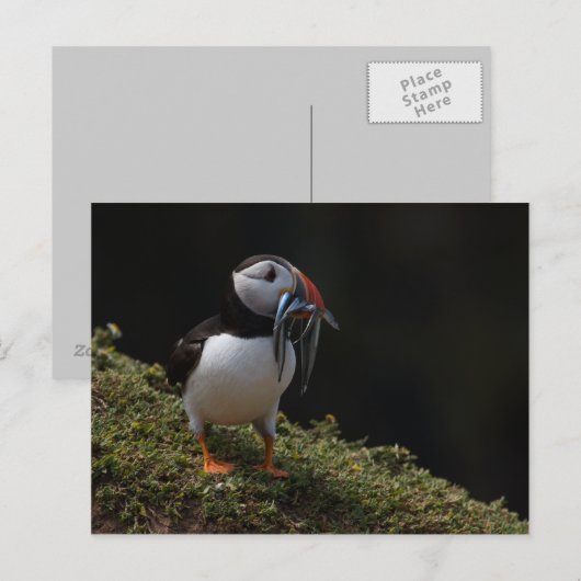 Fisher Puffin Briefkaart (Voorkant / Achterkant)
