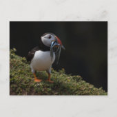 Fisher Puffin Briefkaart (Voorkant)