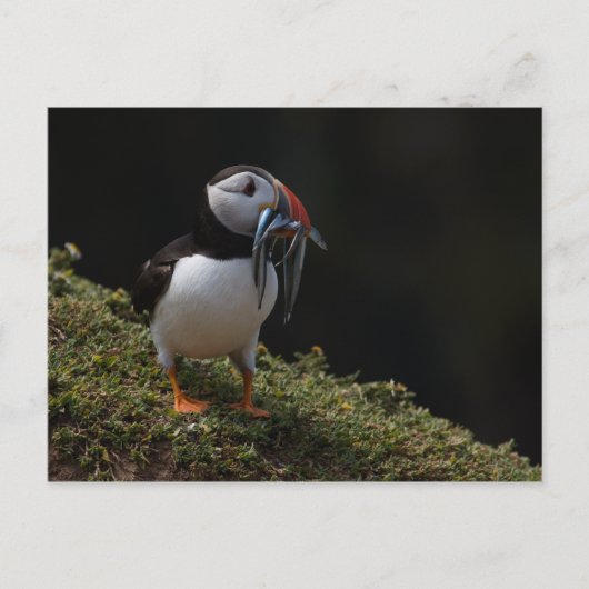 Fisher Puffin Briefkaart (Voorkant)