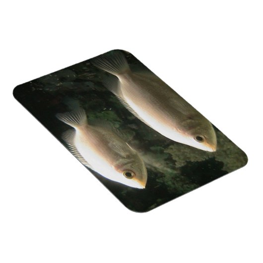 Fishies magnet magneet (Rechterzijde)