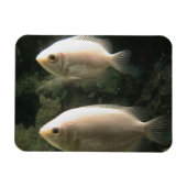 Fishies magnet magneet (Horizontaal)