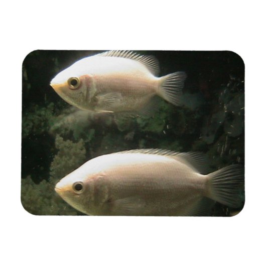 Fishies magnet magneet (Horizontaal)