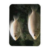 Fishies magnet magneet (Verticaal)