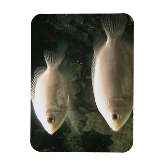 Fishies magnet magneet (Verticaal)