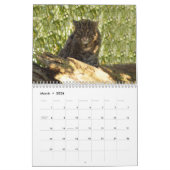 FishingCat008, Gevist kat Kalender (Mar 2026)