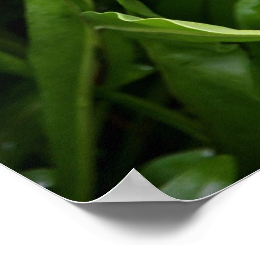 Fishtail Fern Poster (Hoek)