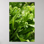 Fishtail Fern Poster (Voorkant)