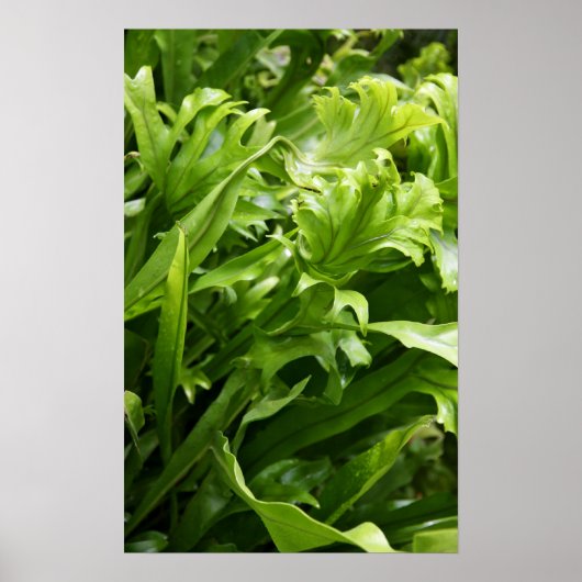 Fishtail Fern Poster (Voorkant)